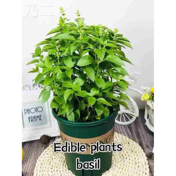 basil plants herbs mint rosemary thyme, spices Edible plant