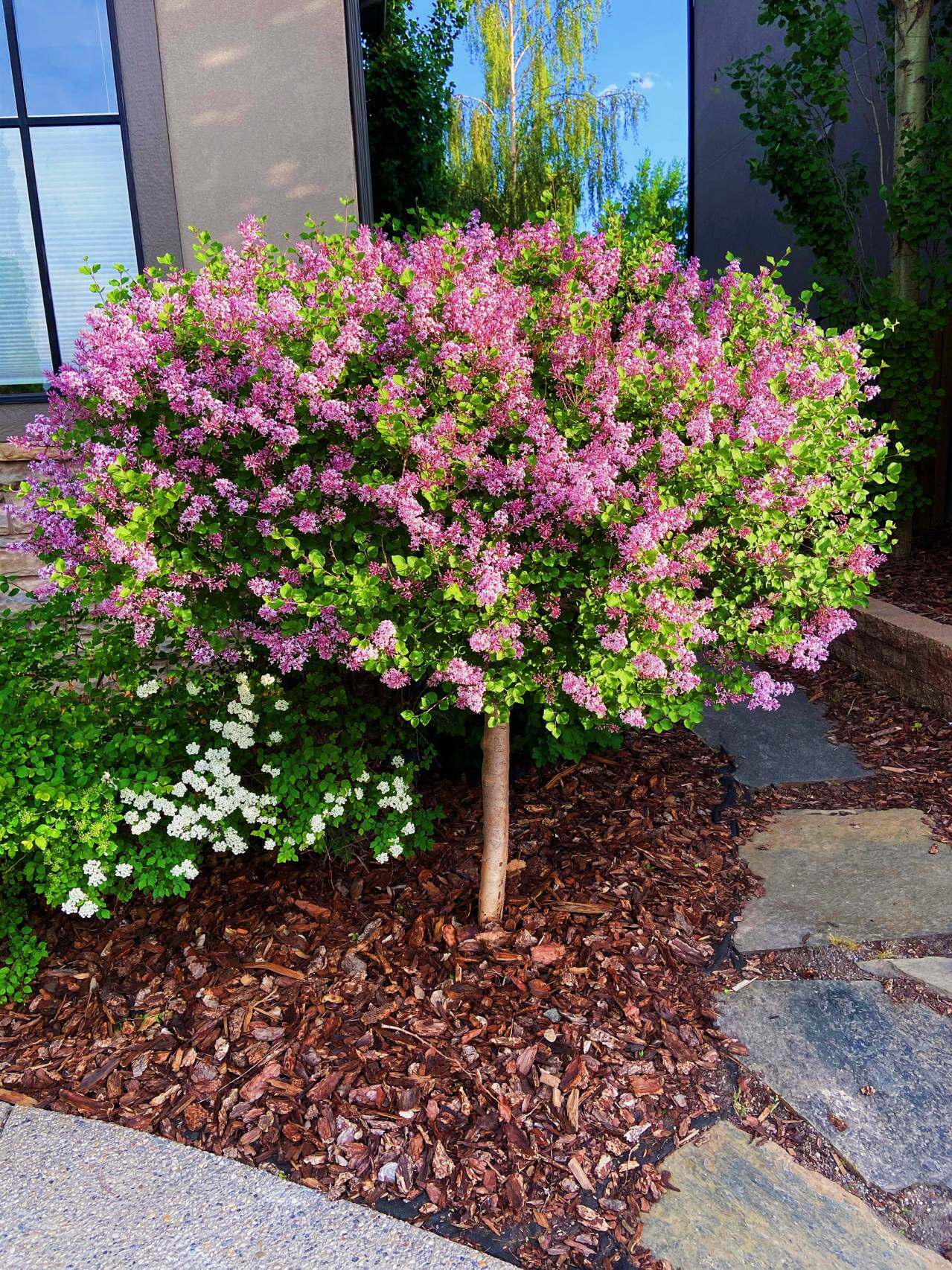 欧洲紫丁香花树苗浓香花卉盆栽室内庭院别墅绿化植物多年生风景树