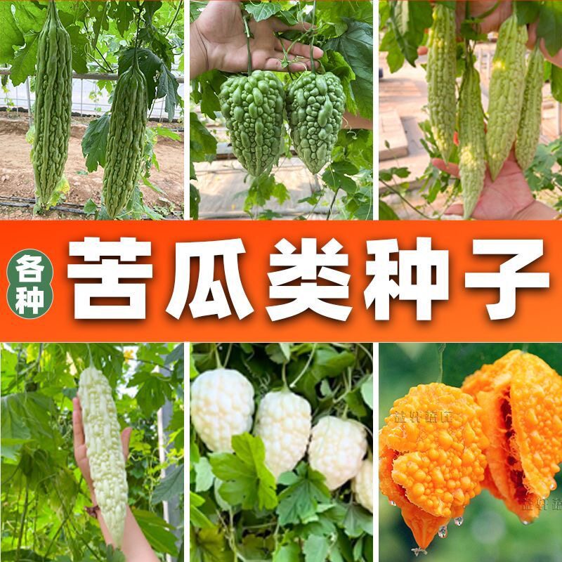 苦瓜种子长款长绿苦瓜种子四季抗病耐寒苦瓜种籽蔬菜种子大全