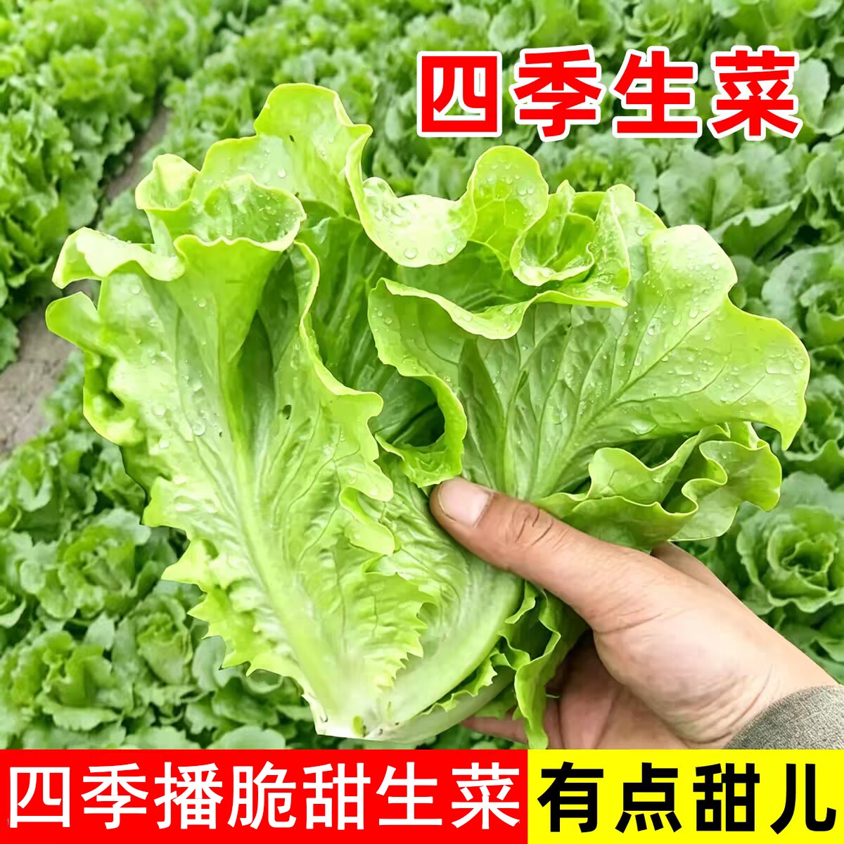 农科院意大利奶油生菜种子罗马紫孔雀菜籽春夏季耐热高温蔬菜种籽