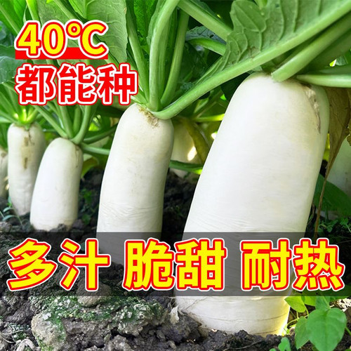 抗热40白萝卜种子抗热抗病