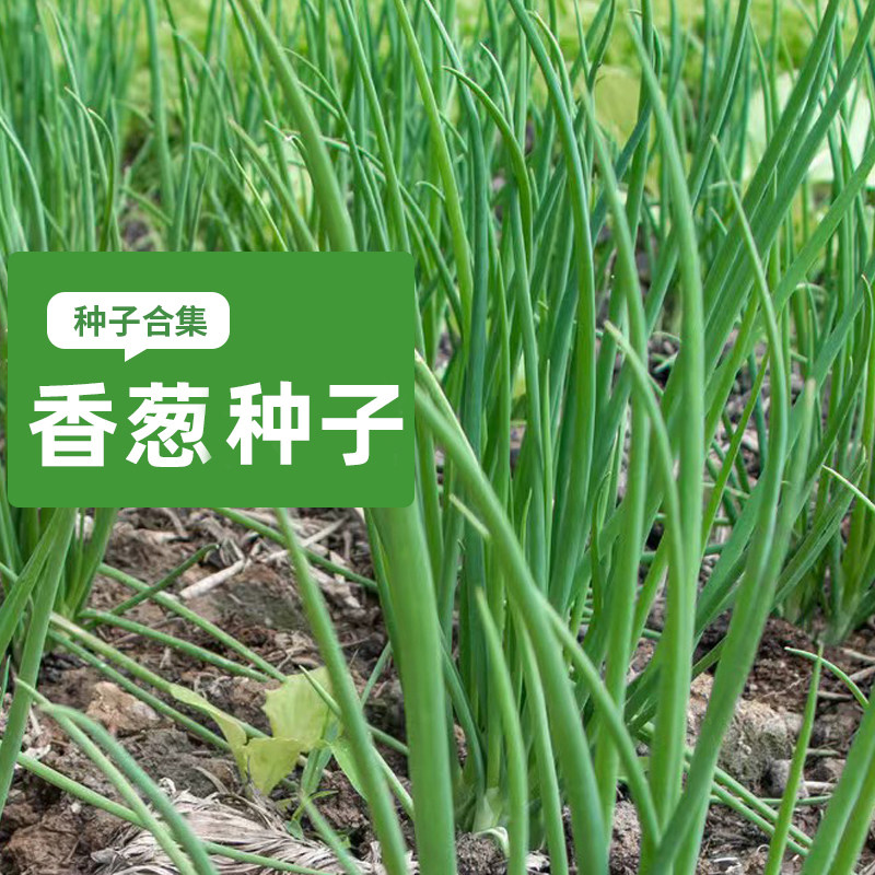 浓香小香葱种子农科院杂交种子
