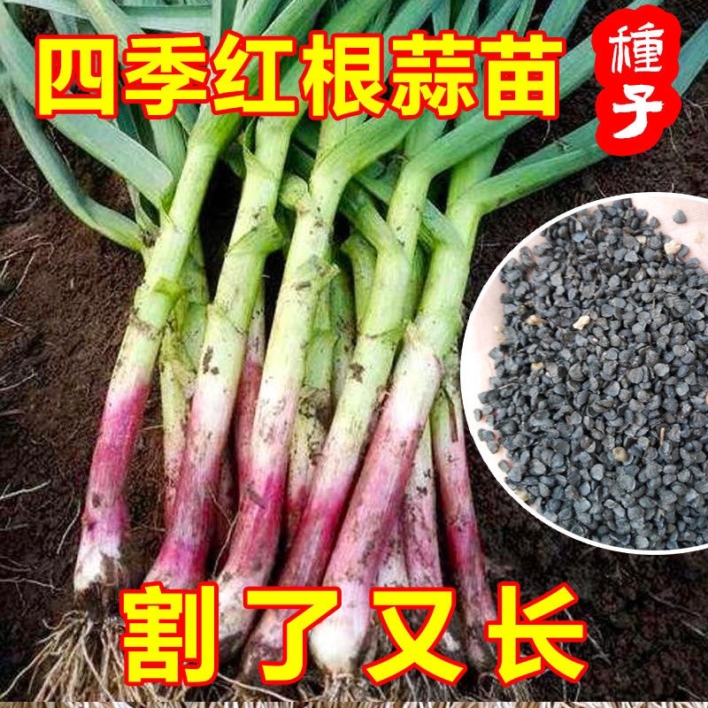 原装四季适播蔬菜种子