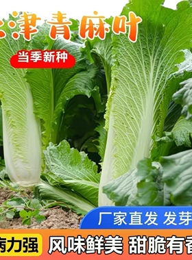 青麻叶白菜天津青口白菜种子四季可播耐寒耐热高产家庭阳台蔬菜种