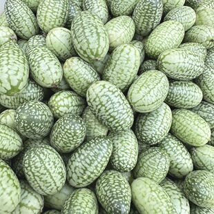 拇指西瓜种子袖珍迷你小西瓜可食用阳台盆栽观赏特色蔬菜水果种子