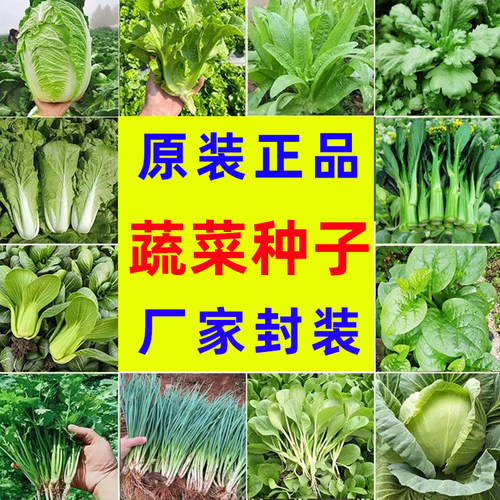 方震蔬菜种子发芽率高高产易成活