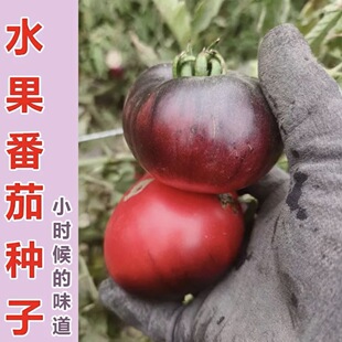 嘎嘎甜水果番茄种子高档西红柿水果味彩色番茄盆栽大田种植四季种