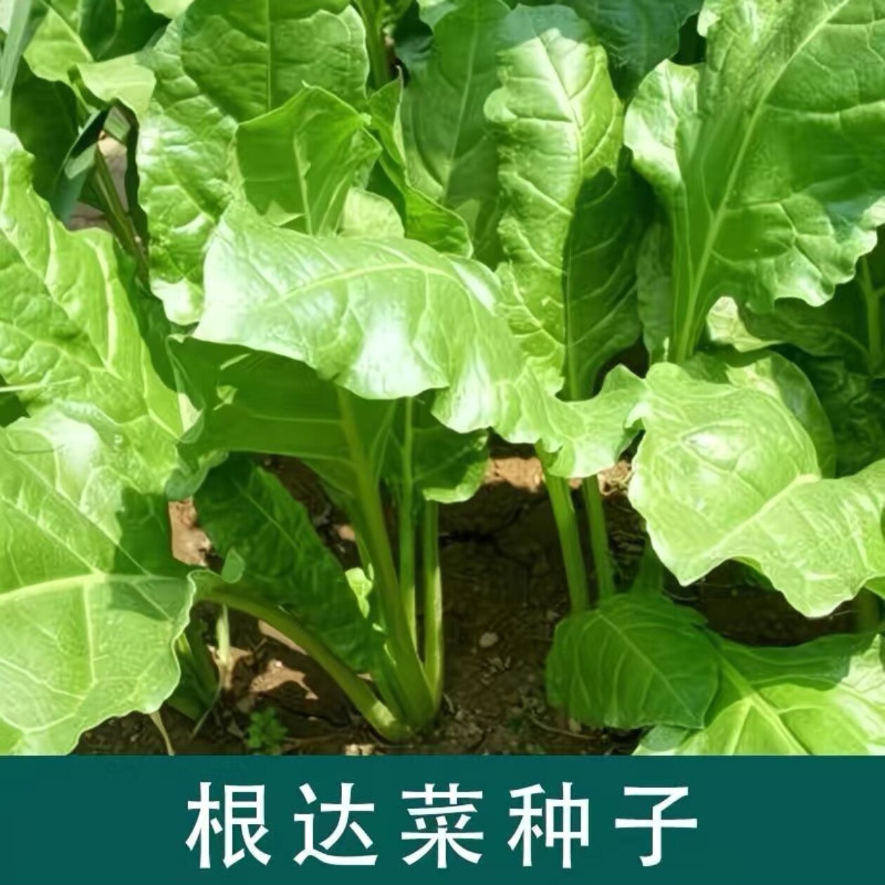 根达菜种子牛皮菜莙荙君达菜种籽易种四季播多年生根达菜蔬菜种孑 - 实物图