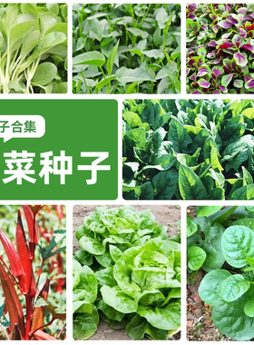 叶菜种子原厂蔬菜种籽娃娃菜种子易成活高产香菜种籽青菜种子园艺