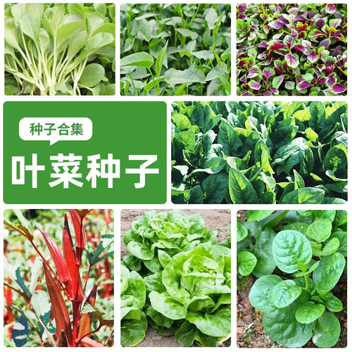 叶菜种子娃娃菜青菜种子优质