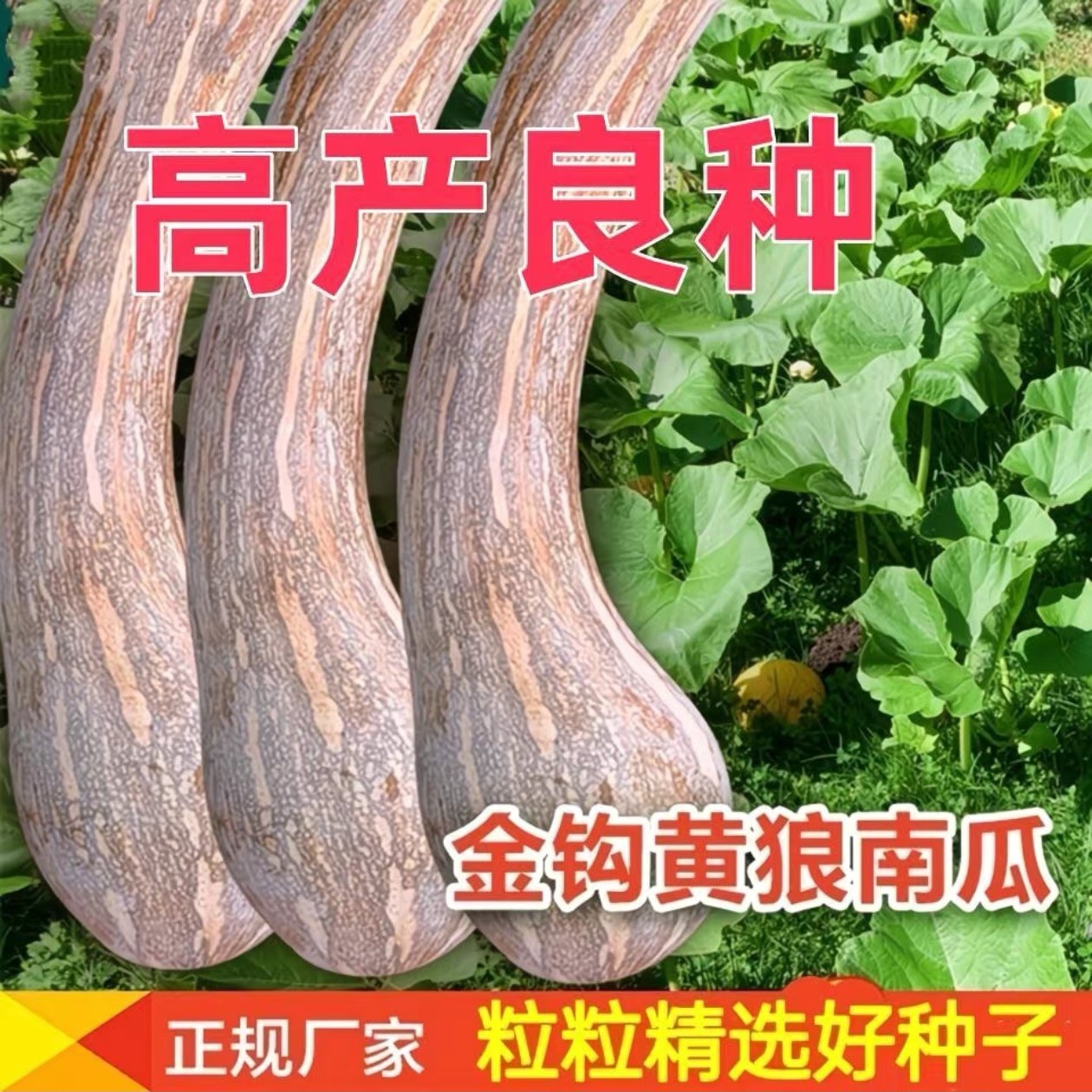 精品牛腿金钩南瓜 南狼南瓜 超甜香甜糯庭院阳台春秋南瓜品种大全,鲜花速递/花卉仿真/绿植园艺,家庭园艺种子,淘宝优惠券,粉丝福利购,淘宝优惠卷