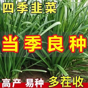 韭菜种子蔬菜种籽宽叶紫根韭菜耐寒雪韭春秋播家庭园艺盆栽阳台种