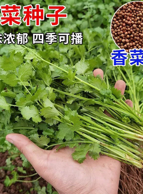 香菜种子四季大全易成活高产发芽率高四季可播香菜籽家庭阳台盆栽