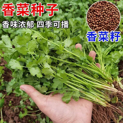 易成活四季可播大叶香菜种子盆栽