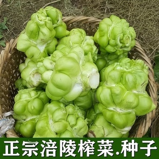 大头榨菜种子正宗四川大头菜涪江榨菜头青菜头芥菜种子菜耐高温