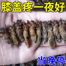 治疗半月板损伤膝盖关节疼痛滑膜炎积液腿疼特效药膏专用修复神器