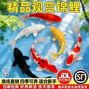 四川纯种锦鲤鱼淡水观赏鱼冷水鱼活体纯种红白三色黄金小锦鲤鱼苗