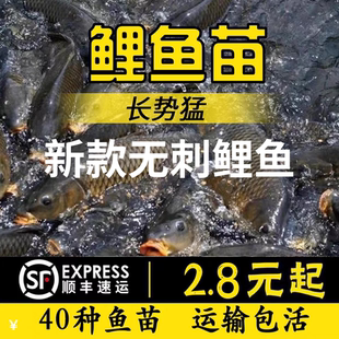 四川大黑无刺鲤鱼苗稻田鲤鱼稻花鱼黄肉鲤建鲤花背小鱼苗红尾鲤鱼