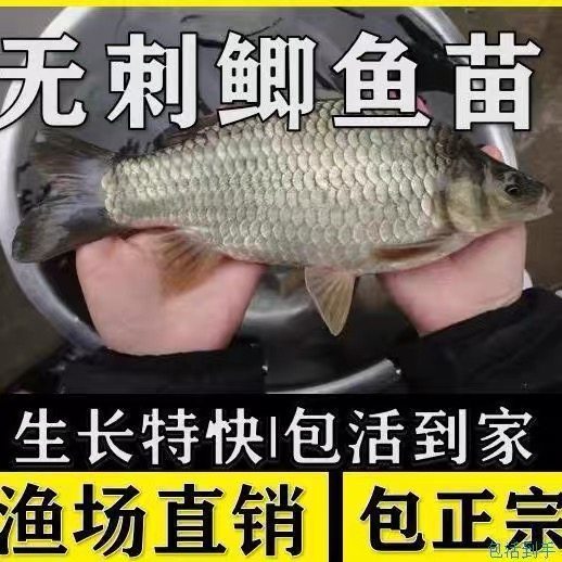 四川无刺鱼苗批发中科6号鲫鱼苗图片