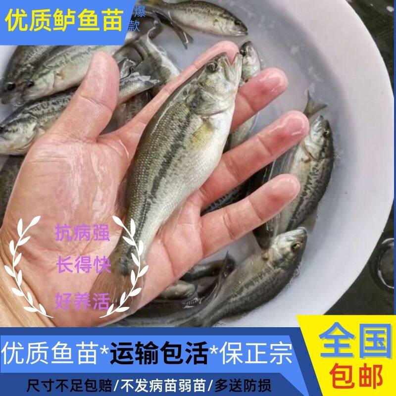 四川发货特大鲈鱼苗批发顺丰包活图片
