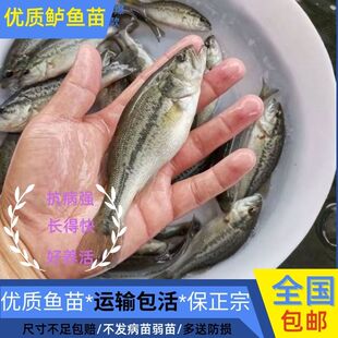 四川鲈鱼苗淡水鱼苗加州鲈鱼苗养殖路亚苗大口黑鲈鱼苗食用卢鱼苗