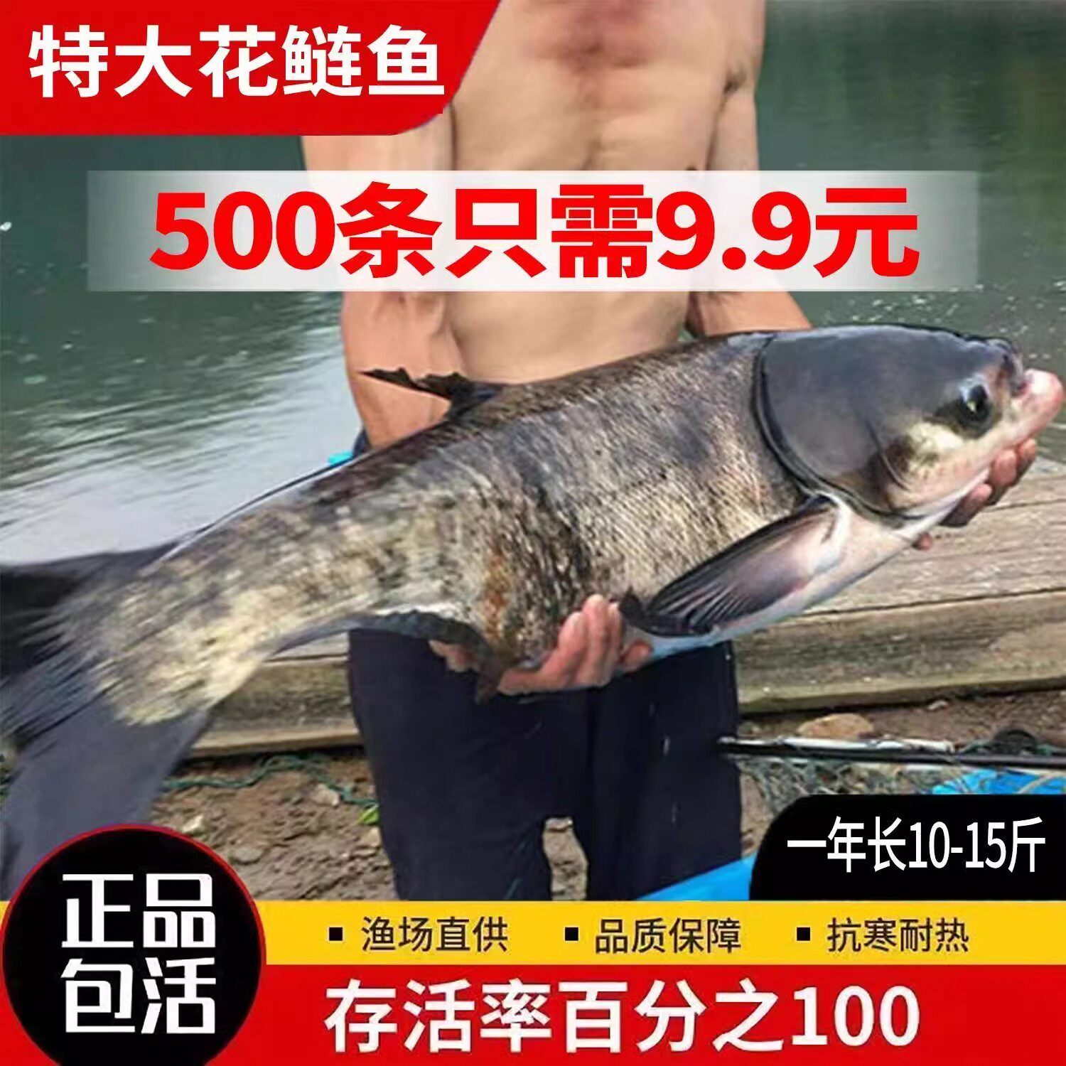 江苏花鲢鱼苗大头鱼苗鳙鱼苗包活大头鳙鱼苗胖头鱼苗黑鲢鱼苗顺丰