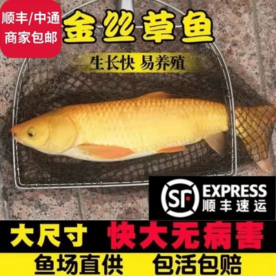 金丝草鱼苗包活四川发货鱼苗批发