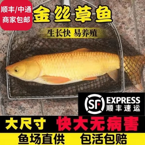 金丝草鱼苗包活四川发货鱼苗批发