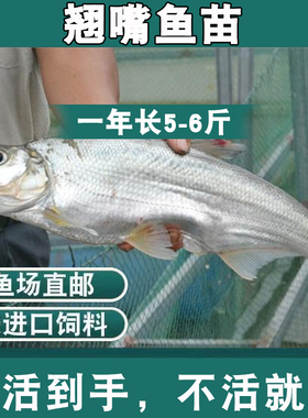 湖北翘嘴鱼苗路亚鱼白刁鱼苗淡水鱼苗养殖大翘壳活体养殖食用特大