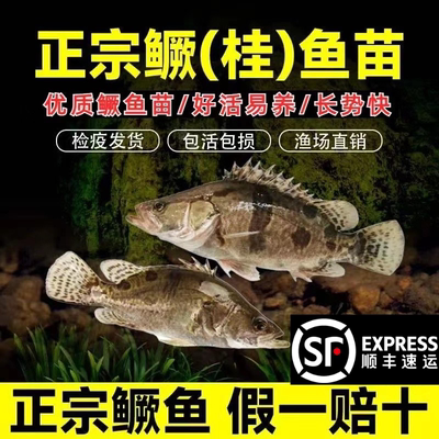 广东红纹鳜鱼苗包活保真桂花鱼苗臭鳜鱼苗淡水养殖食用苗贵鱼季鱼