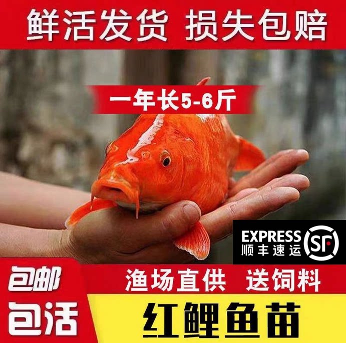 广东红鲤鱼兴国荷叶红鲤鱼建鲤鱼苗特大可食用观赏鱼冷水鱼苗包活