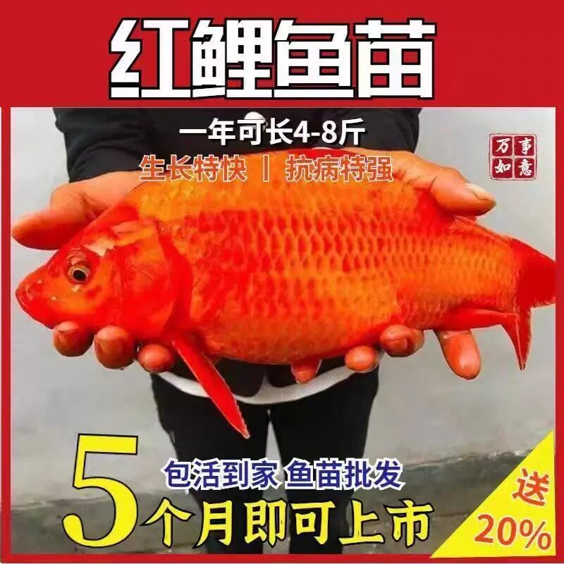 四川发货红鲤鱼苗批发零售包活图片