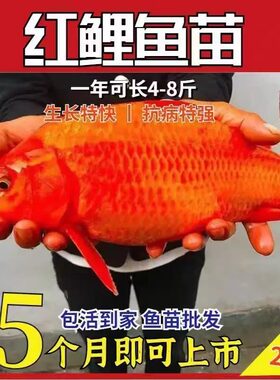 四川发货红鲤鱼苗批发零售包活