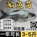 湖北武昌鱼苗淡水鱼苗大鲳小鲳鱼苗鳊鱼苗三角鲂鱼三角沙边鲂鱼苗