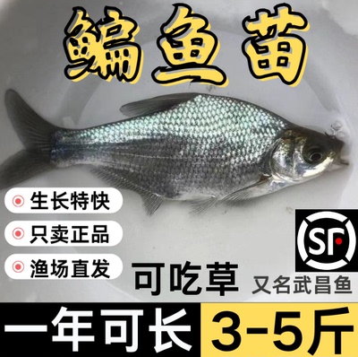 湖北发货*包活包邮到家*鱼苗批发