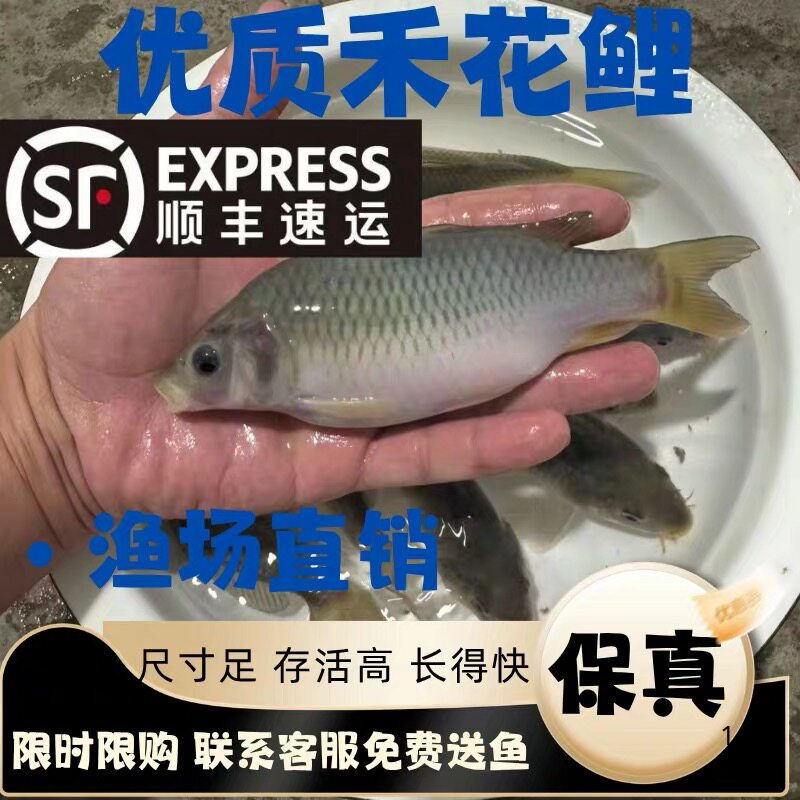 江苏禾花鲤鱼苗淡水鱼塘养殖稻花鱼稻田鲤建鲤花背小鱼苗红尾鲤鱼图片