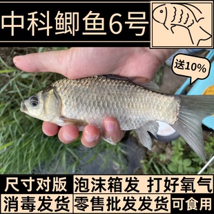 重庆土鲫鲫鱼苗工程鲫湘云鲫大板大品种中科五号中科6号鲫鱼苗3活