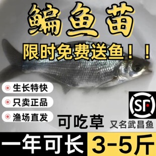 湖北武昌鱼苗淡水鱼苗大鲳小鲳鱼苗鳊鱼苗三角鲂鱼三角沙边鲂鱼苗