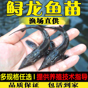 四川特大鲟鱼苗池塘淡水鱼苗养殖鲟鱼养殖活鱼鲟鲟鱼鲟龙鱼苗食用
