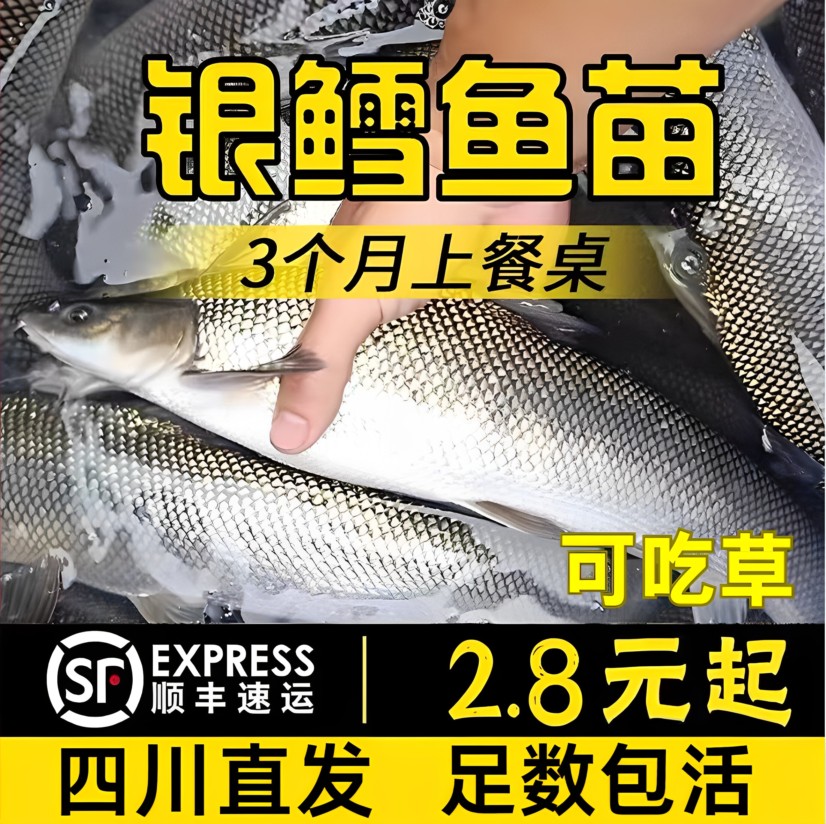 四川银鳕鱼苗淡水养殖食用大鳞鲃鱼苗鳕鱼苗活鱼苗养殖观赏银雪活
