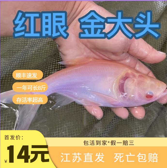 江苏赤目金鲢鱼苗特大尺寸大头花鲢鳙鱼苗苗活体淡水养殖食用鱼苗