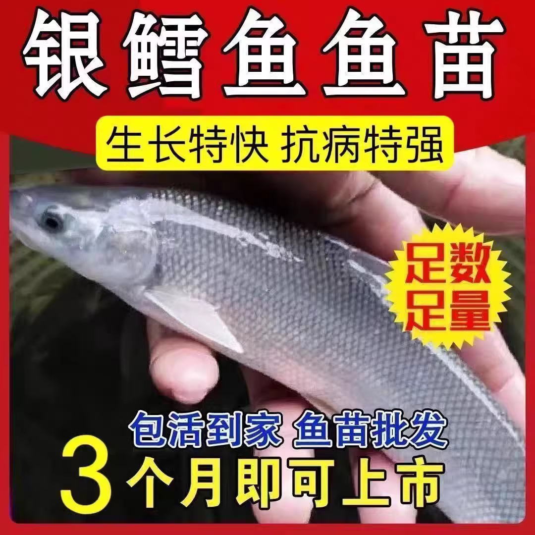 四川银鳕鱼苗淡水养殖食用大鳞鲃鱼苗鳕鱼苗活鱼苗养殖观赏银雪活