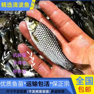四川清波鱼苗淡水鱼苗养殖食用本地青板中华倒刺鲃乌鳞鱼特大小鱼