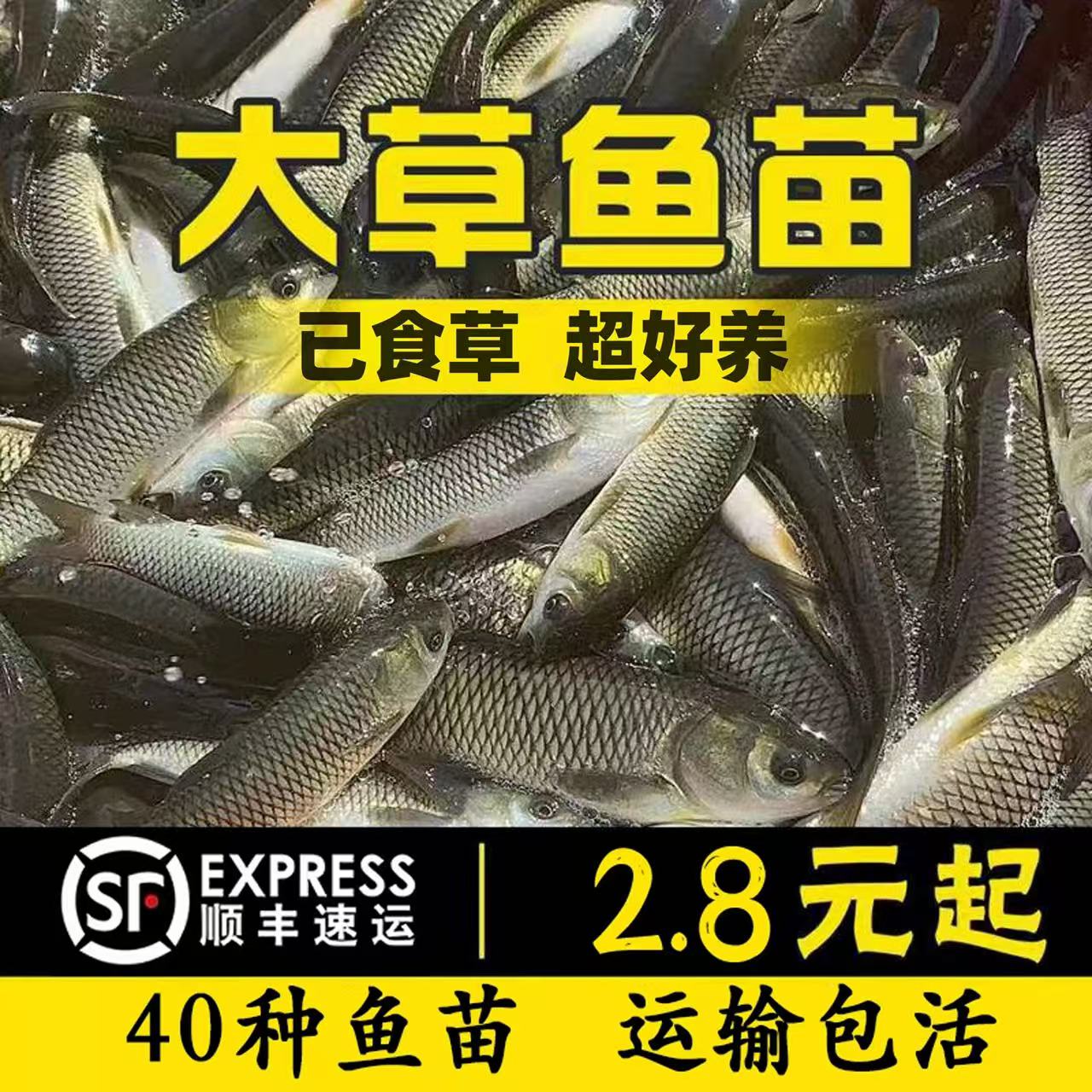 江苏草鱼苗半斤草鱼苗喂乌龟料小鱼活体鱼活体饲料鱼饲料淡水鱼苗
