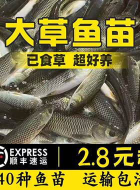 福建优质草鱼苗批发顺丰包活特大