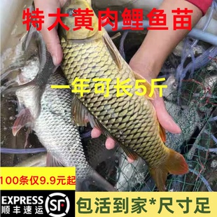四川大黄肉鲤鱼苗淡水养殖特大稻花鱼稻田鲤建鲤小鱼苗红尾鲤鱼苗