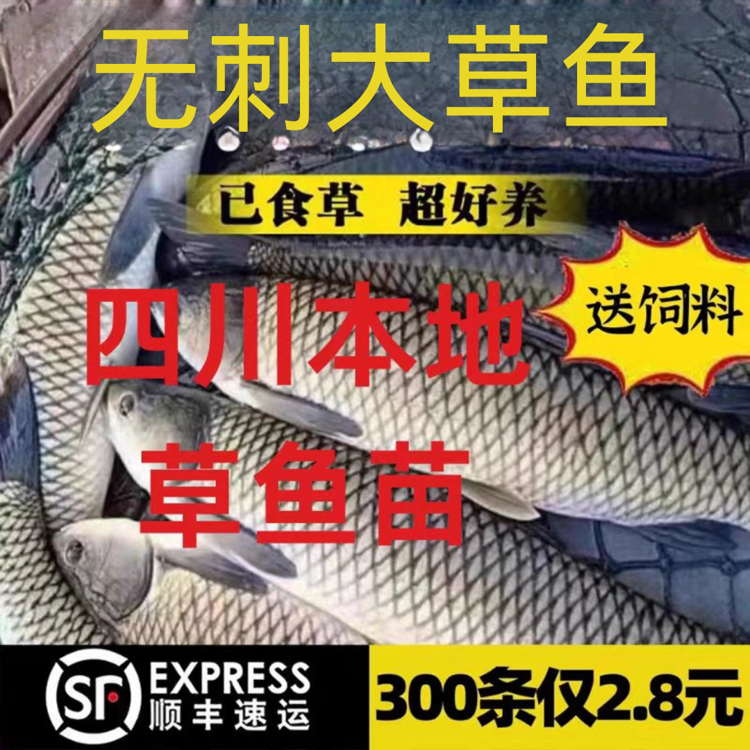 四川无刺草鱼鱼苗淡水养殖食用半斤特大无刺草鱼苗批发无刺草鱼苗