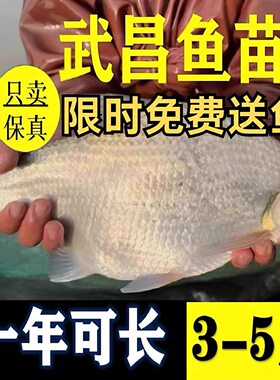 四川武昌鱼苗批发超大顺丰泡沫箱