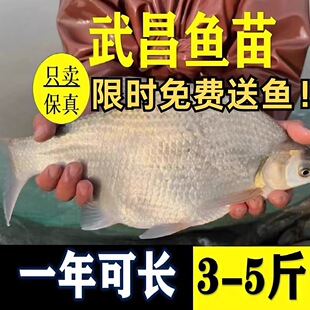 四川武昌鱼苗淡水鱼苗大鲳小鲳鱼苗鳊鱼苗三角鲂鱼三角沙边鲂鱼苗