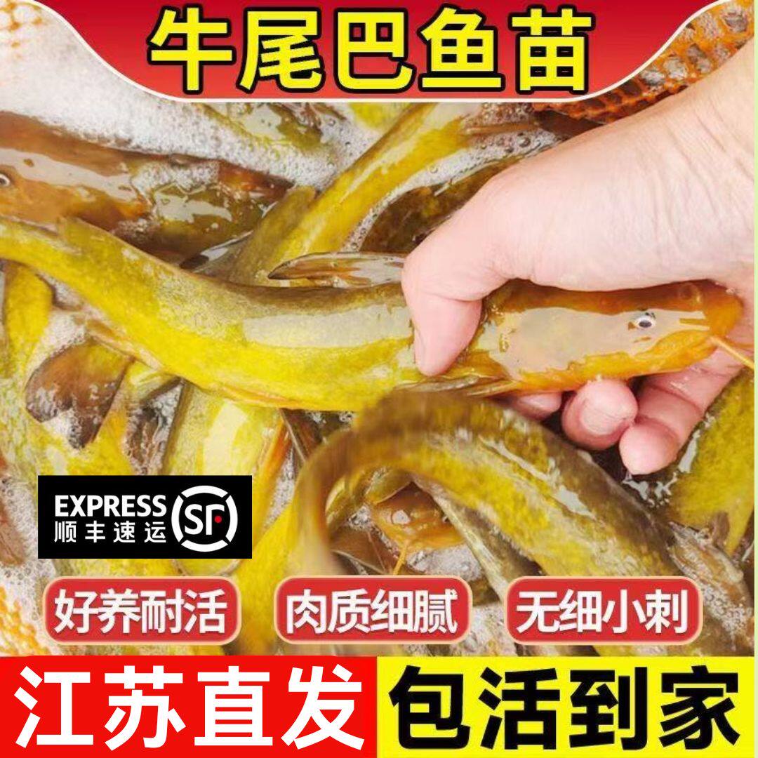 江苏牛尾巴鱼苗淡水养殖食用稀有耐活本地角角鱼小型食用冷水鱼苗
